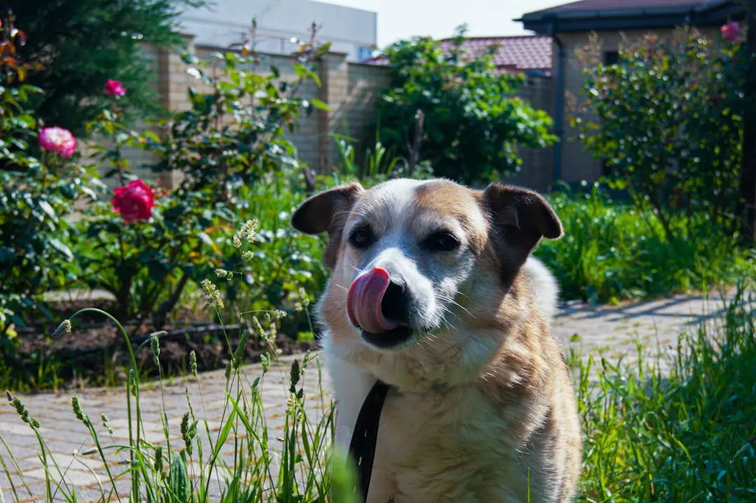 The Debate Over Grain-Free Dog Food: Is It Safe for Your Pet?