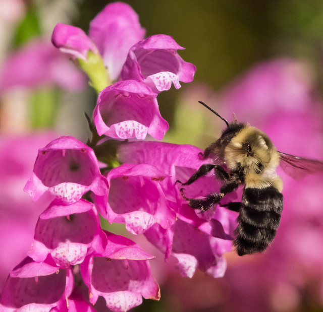 bumblebee