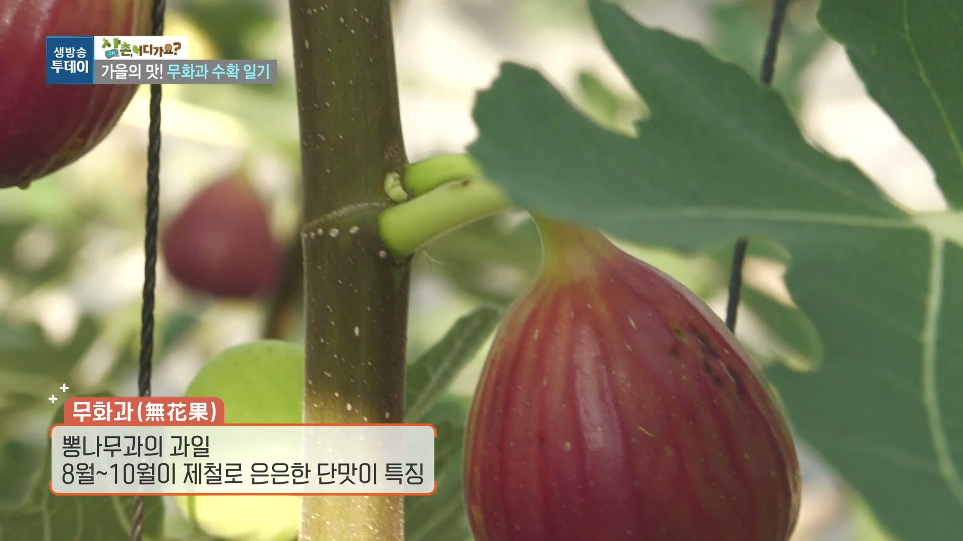 생방송투데이 삼촌어디가요 무화과부부 캡처