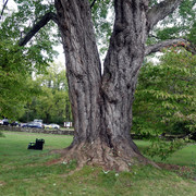 red maple 3502 south