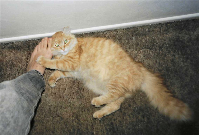 Buddy