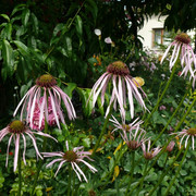 echinacea