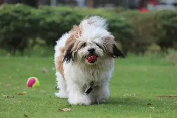 Essential Lhasa Apso Puppy Shopping List