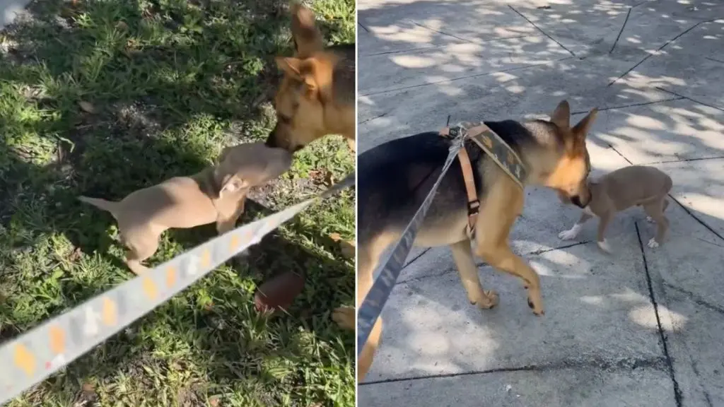 Rescue Dog Helps Abandoned Puppy Find Forever Home