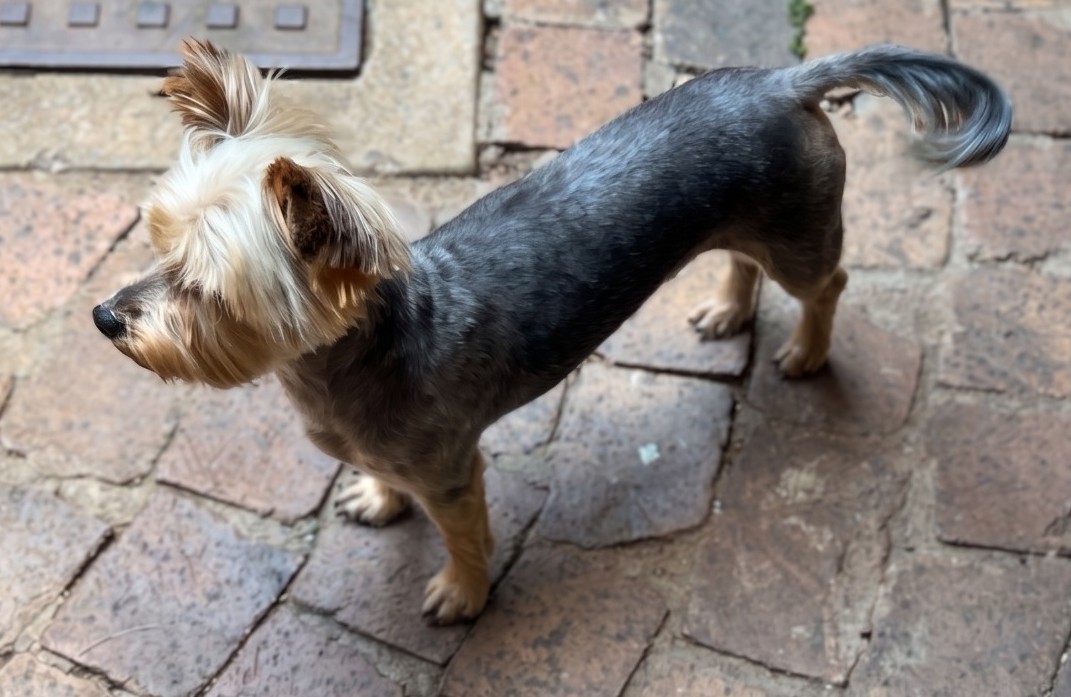 Mushu, a 7-year-old male Yorkshire Terrier available for adoption in Gauteng