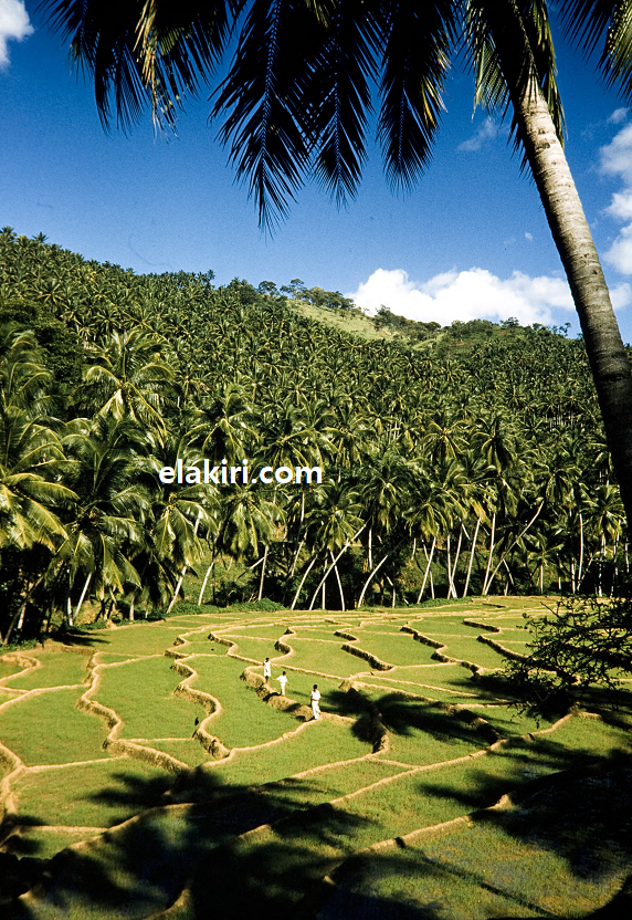 Ceylon-paddy-coco-Brian-Brake-1959.png