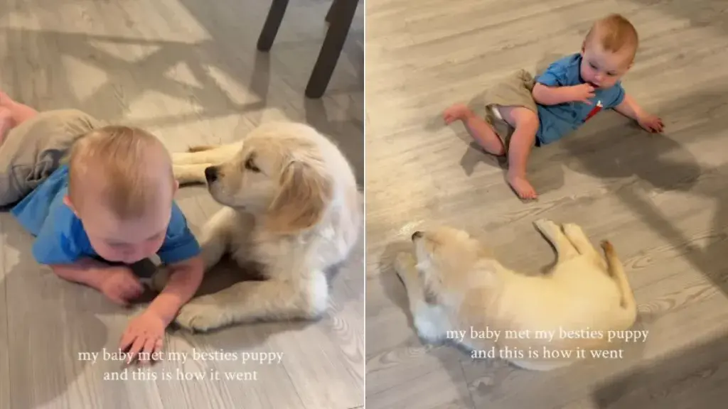 Puppy and Baby Form Instant Bond in Heartwarming Online Video