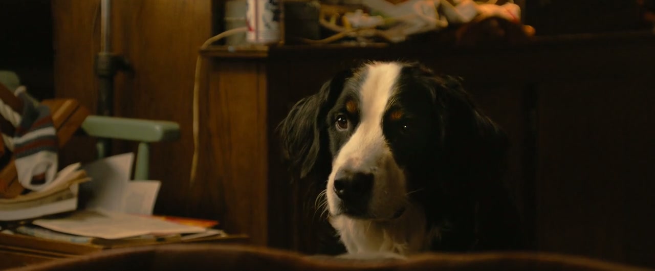 A Dog's Way Home Screenshot
