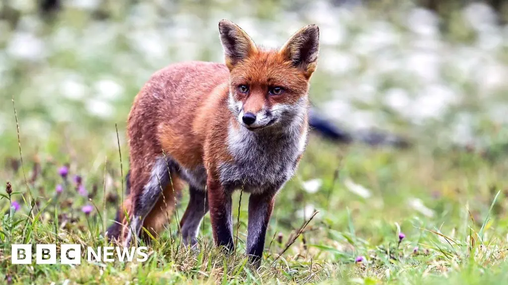 Somerset Wildlife Trust Seeks Public Assistance to Track Local Animal Populations
