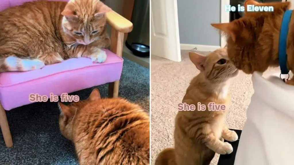Senior Cat Forms Unbreakable Bond with Younger Sibling