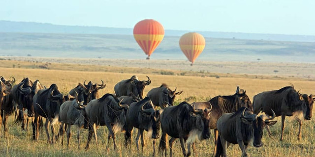 Tanzania - Serengeti Wildebeest Migration