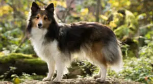 Enhancing Your Shetland Sheepdog's Skin and Coat Health