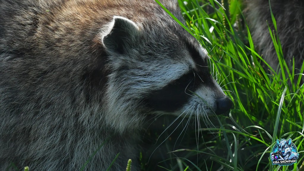 A raccoon among the grass.