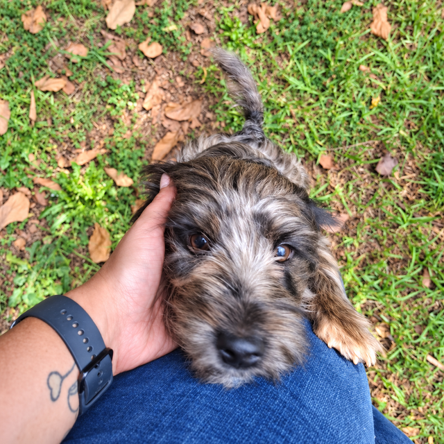 Close-up portrait of sweet female Yorkie Layla looking affectionately at camera