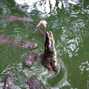 Crocodile-Farm