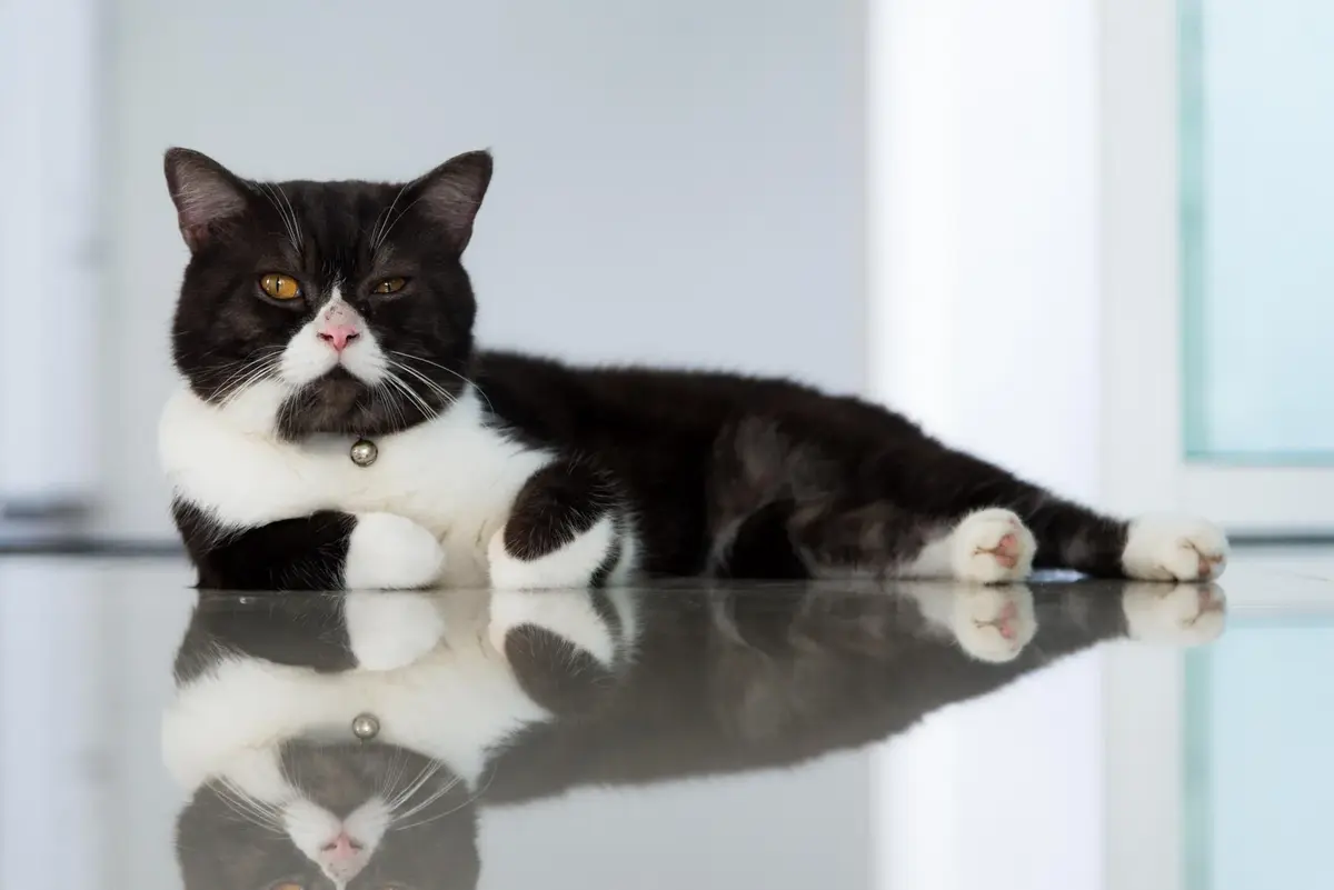 Shattering Common Cat Misconceptions