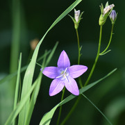 DSC-0417