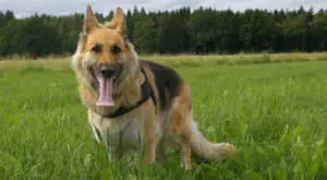 Unlock a Healthier Coat for Your German Shepherd