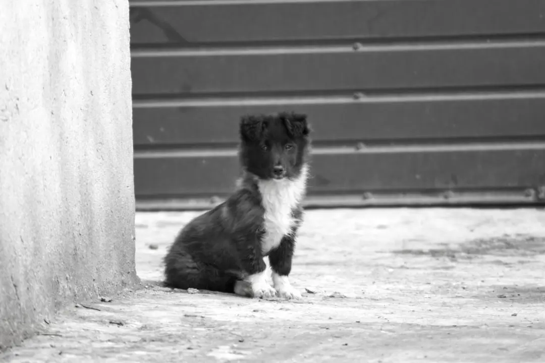 Abandoned Pets Left to Fate on Curb
