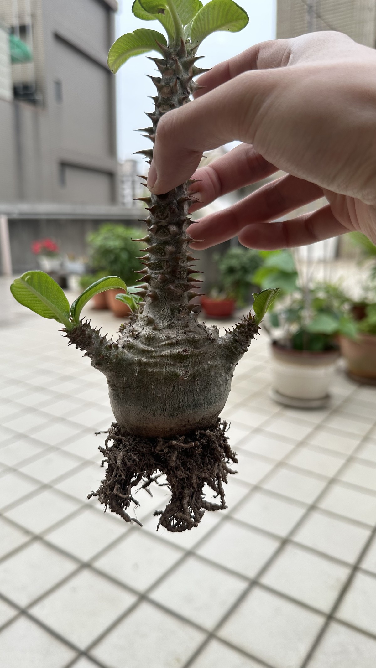 溫莎瓶幹根系
