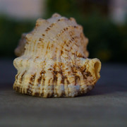 DSC09211