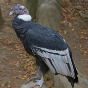 Andean Condor Male