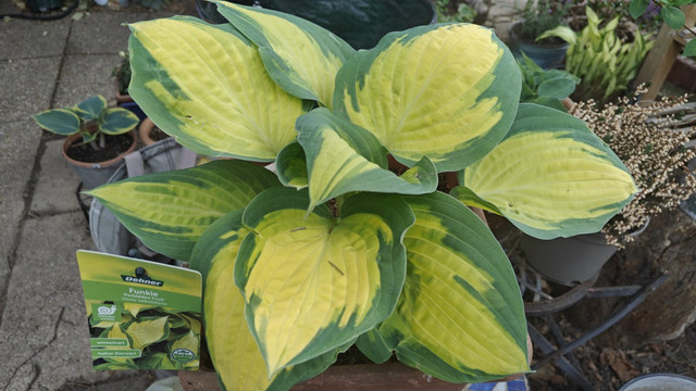 Hosta 3.jpg
