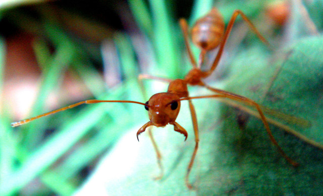 weaver-ant