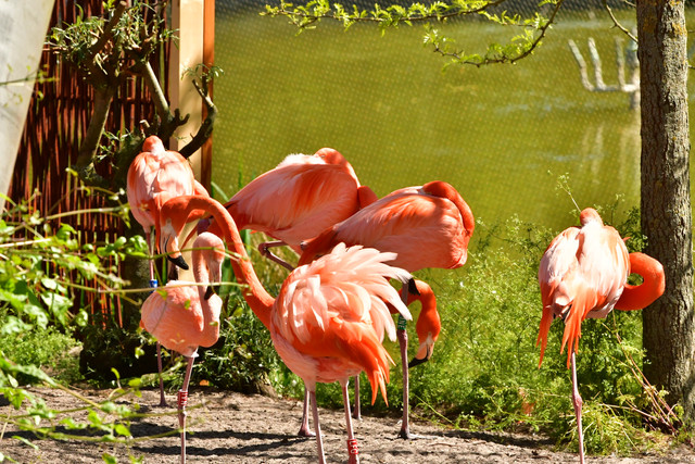Flamingos gathered beside the water at Copenhagen Zoo