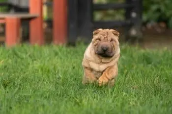 The Best Supplements for Shar Pei Puppies