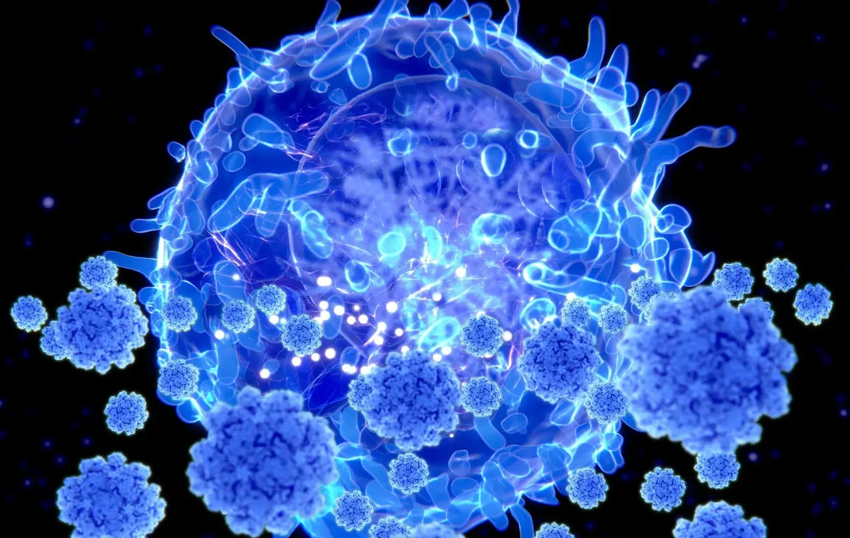 Aged Immune Cells Linked to Memory Decline