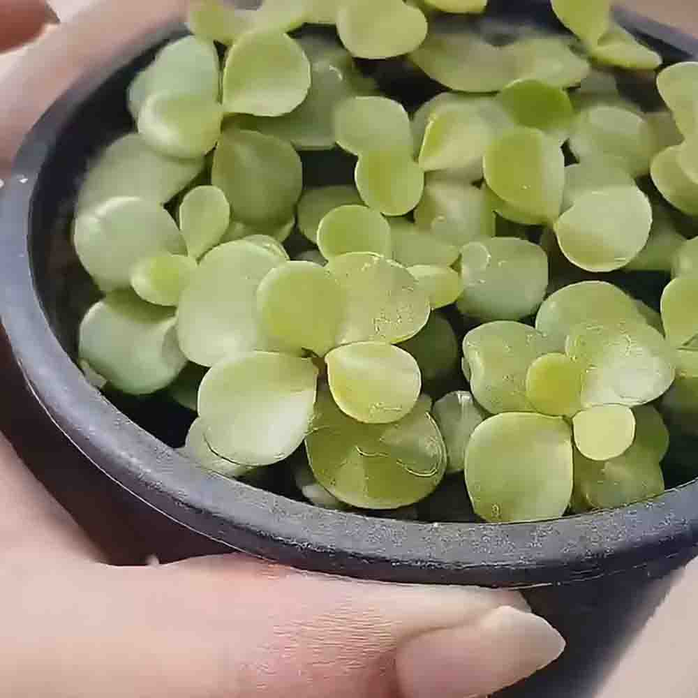 Plantinha enviada pela cliente