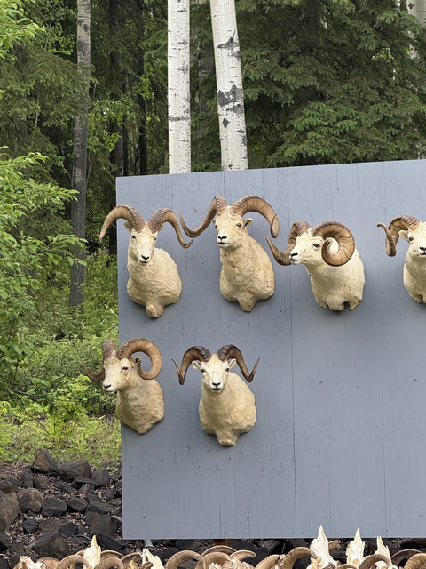 Mysheep.jpg