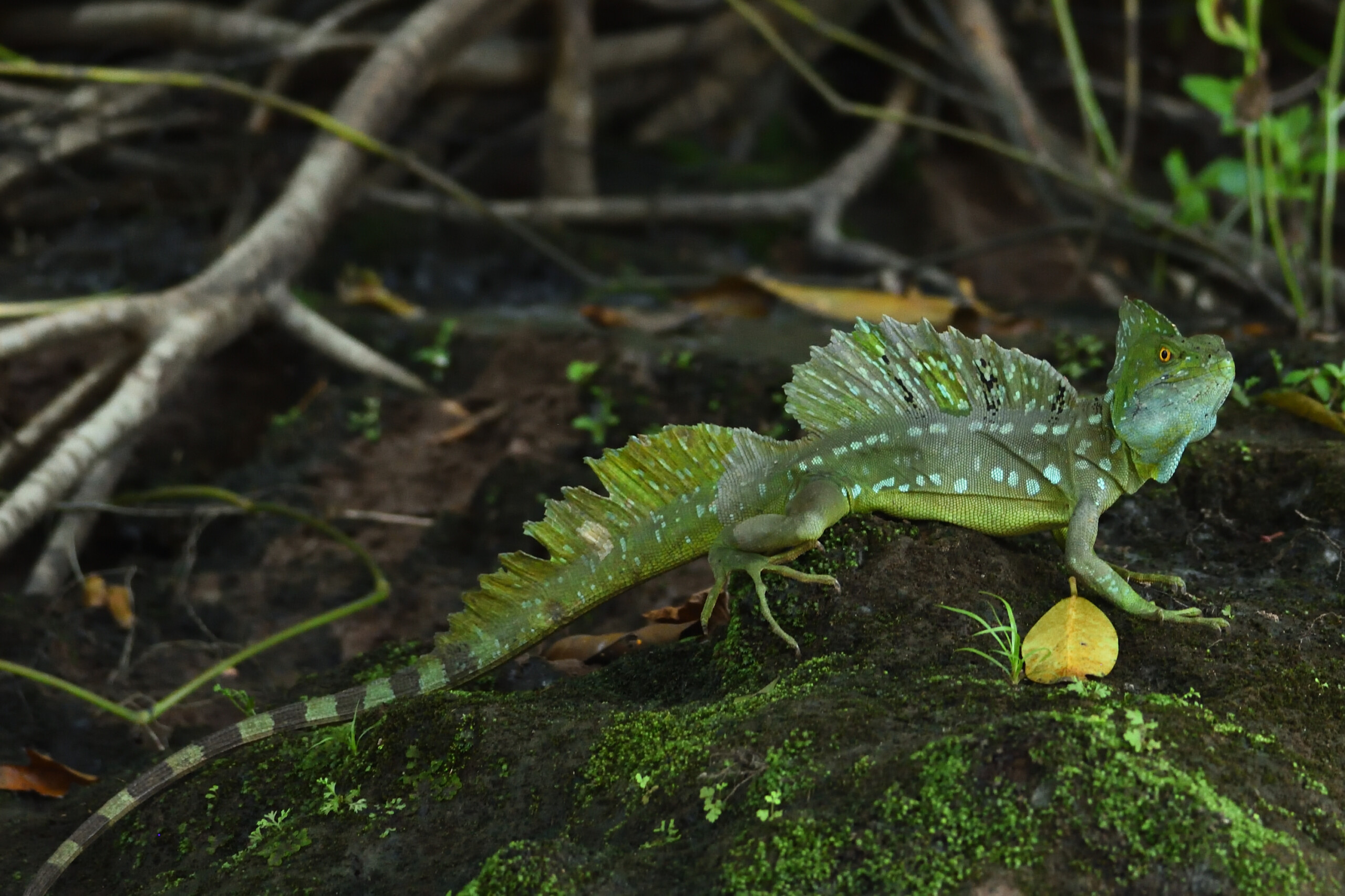 Basilisco Verde Basiliscus plumifrons