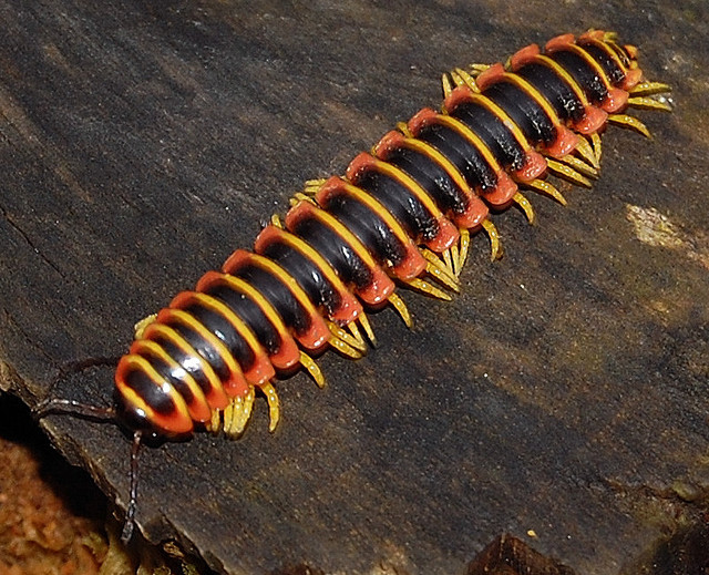 kfc-millipede