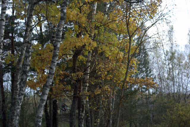 DSC7467-result.jpg