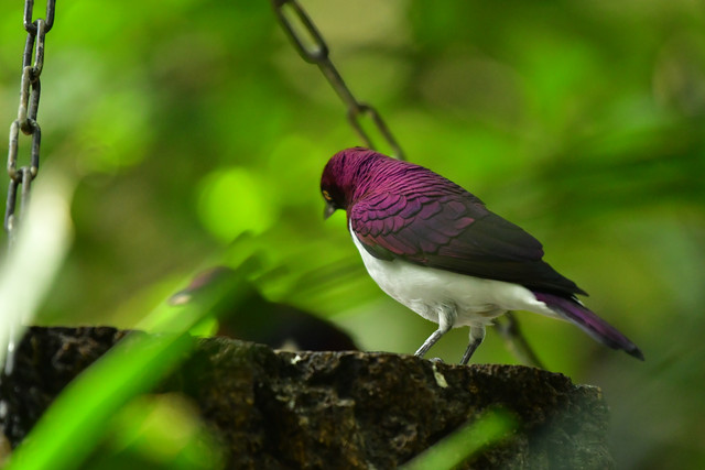 Amethyst starling at Copenhagen Zoo