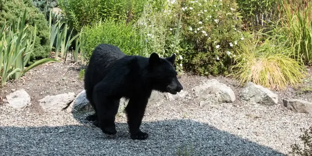 Keeping Bears Out of Your Yard This Summer