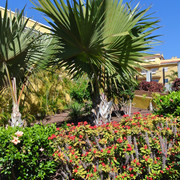 DSC-2850