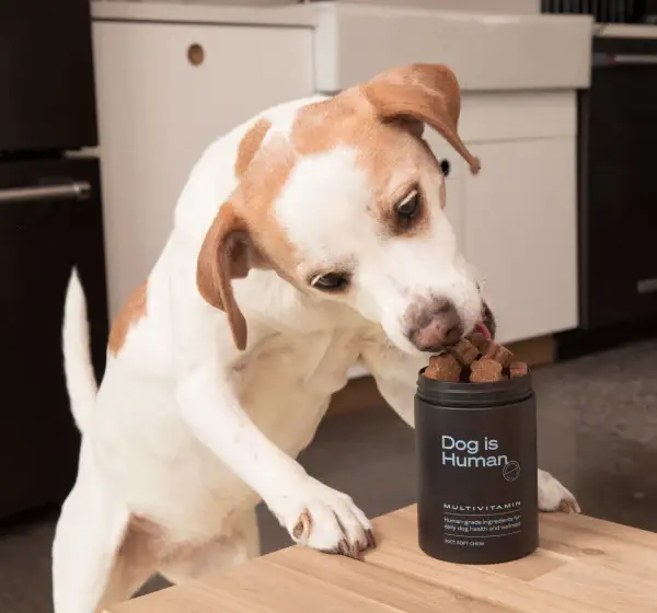 The Fresh Dog Food Debate