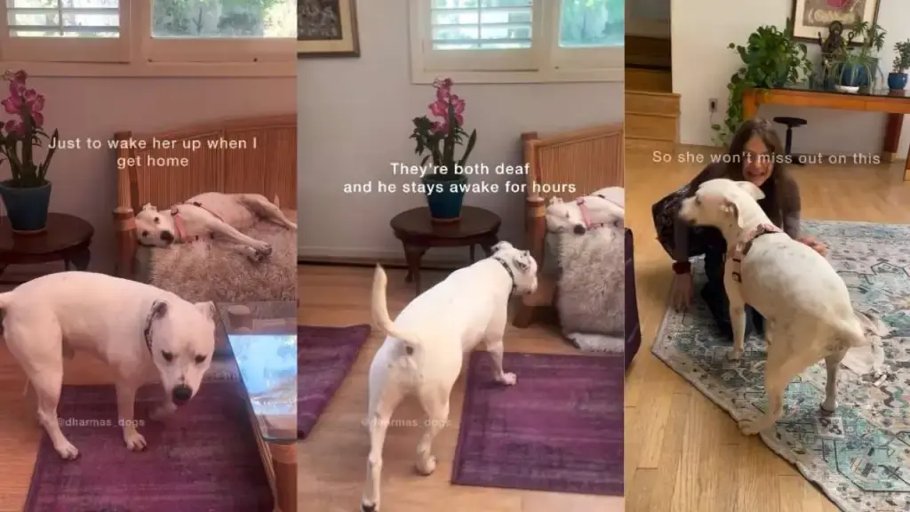 Deaf Rescue Dog Stays Awake for Hours to Comfort Sister When Owner Returns Home