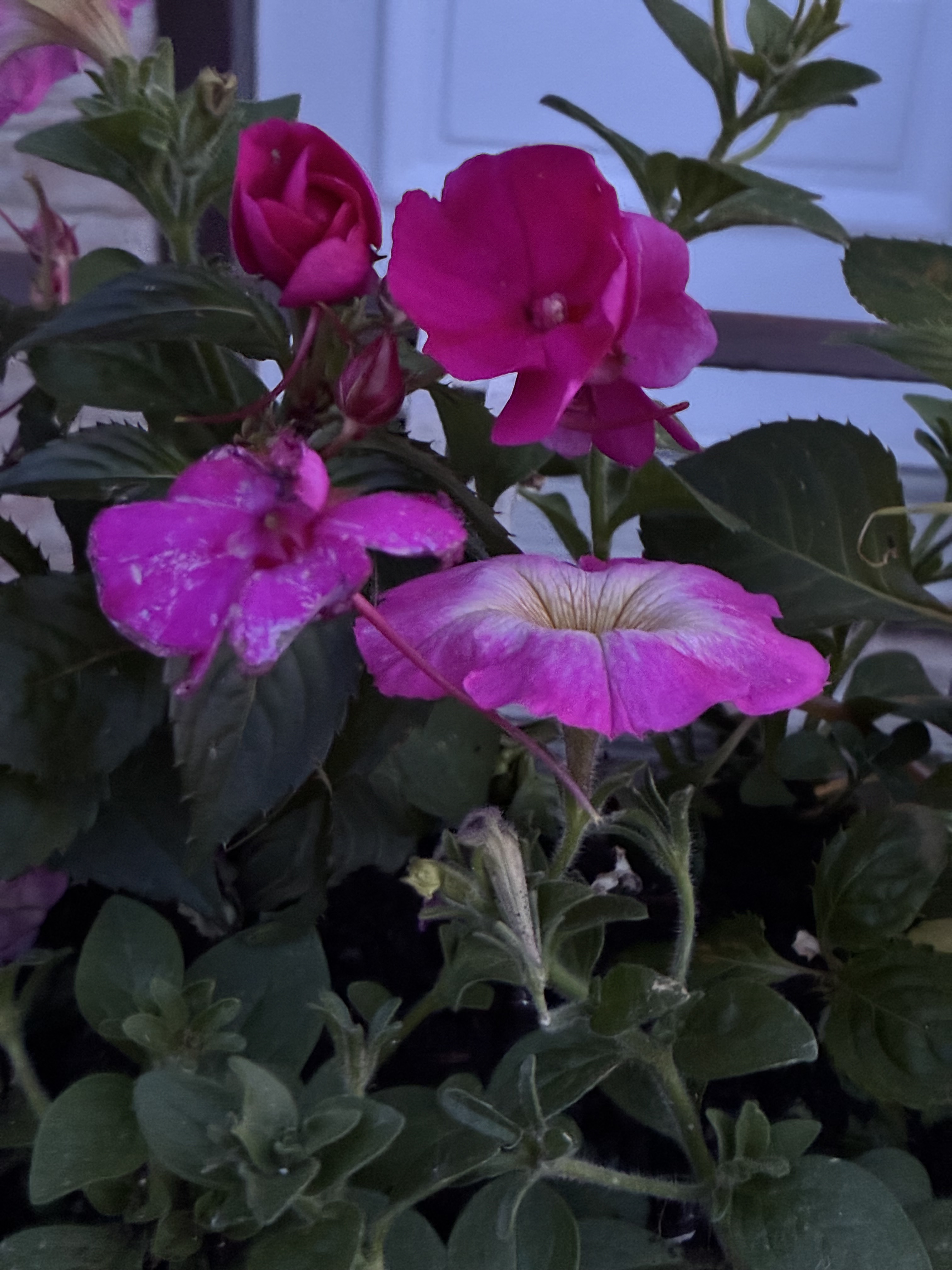 Flowers