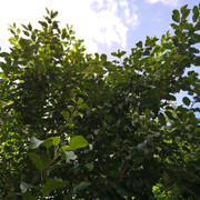 DSC 7259