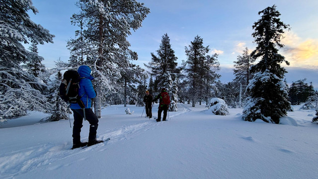 Snowshoeing among snow-laden trees at blue hour