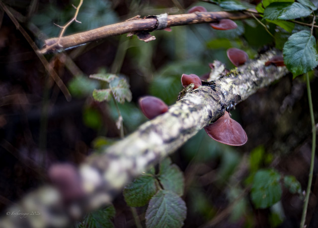 DSF5204
