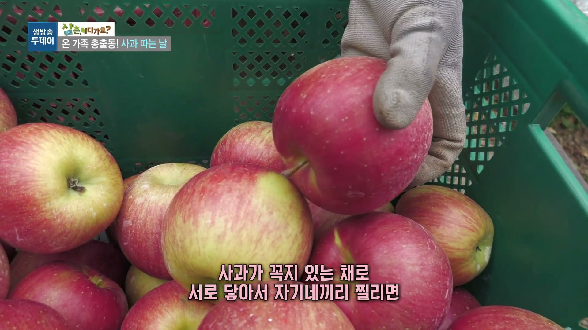 모닝와이드 전원속으로 8종 사과농장 추가 캡처 2