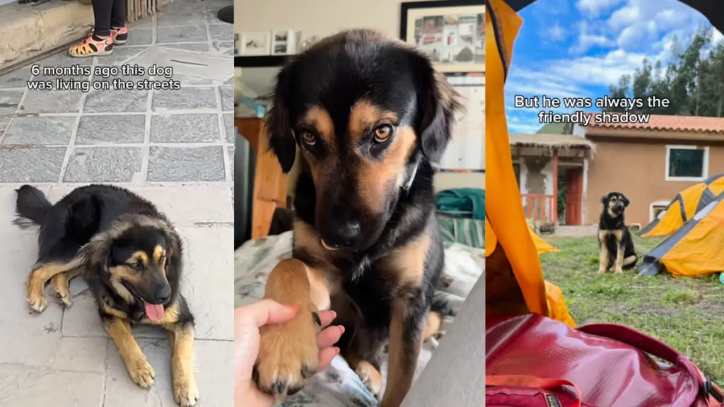 Stray Dog Finds Forever Mom on Woman's South American Holiday