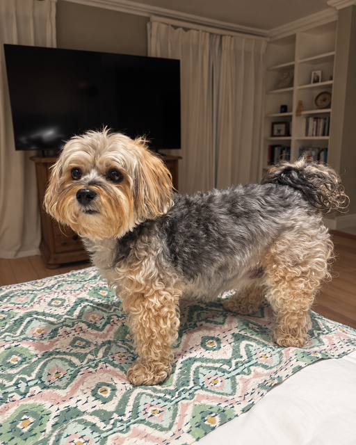 Healthy senior female Morkie dog Ruby looking alert in her home in Sea Point Western Cape