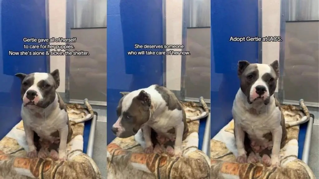 Shelter Dog Devotes Herself to Pups, Awaits Her Own Chance