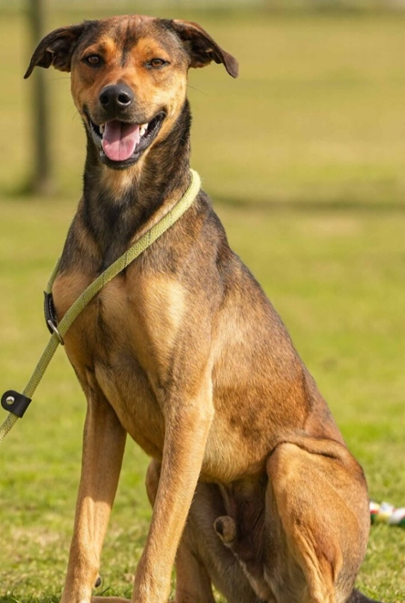 Mixed Breed